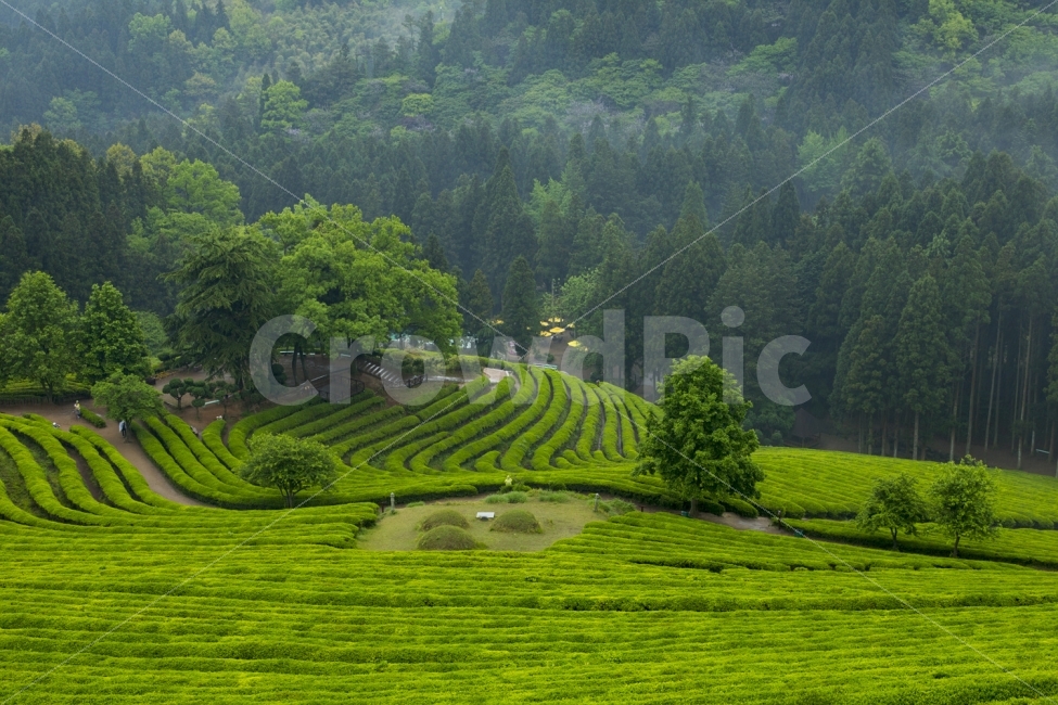 녹차밭,힐링,푸른,여행,숲,자연,풍경,nature,landscape,한국자연풍경,한국자연경관,korea nature landscape,시골,마을,country,rural,town,산업,industry,industrial,농업,농사,agriculture,farming,farming industry,grassland,목초지,outdoors,옥외,field,들,paddy field,패디 필드