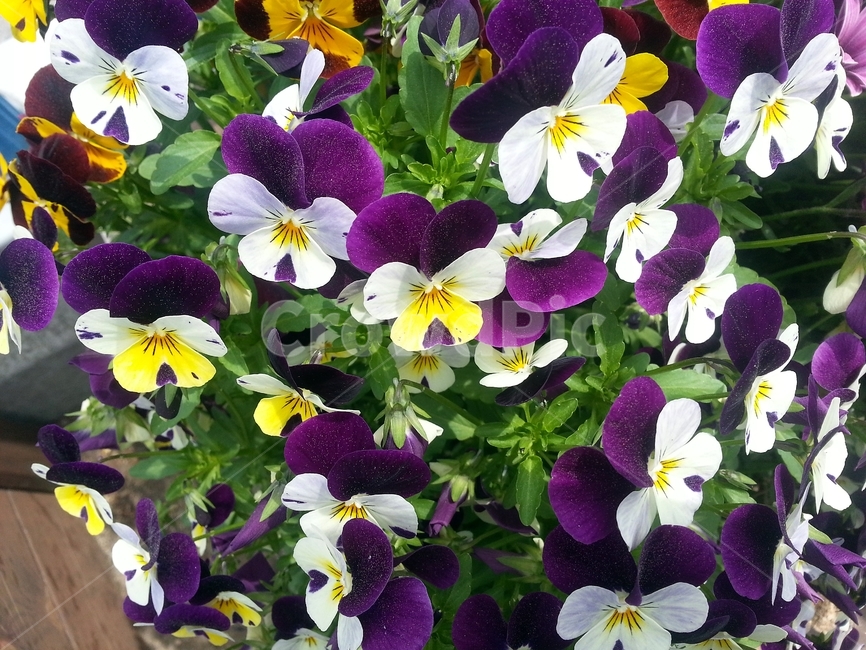 꽃,봄,원예,아름다움,식물,flower,bloom,floral,beautiful,plant,식물,자연,plants,nature,꽃,flower