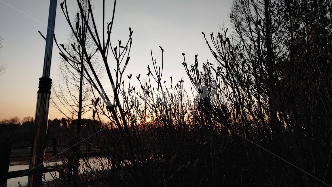 grass,잔디,plant,silhouette,실루엣