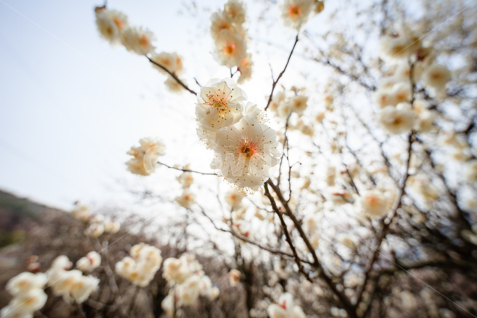 매화,식물,꽃,봄,꽃들,꽃잎,봄,계절,spring,season,식물,자연,plants,nature,꽃,flower,plant,blossom