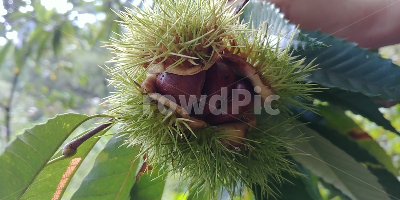 밤,밤송이,밤나무,식물,알밤,과일,열매,fruit