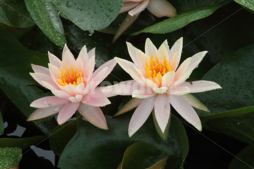 연,꽃,식물,waterlily,수련,식물,자연,plants,nature,꽃,flower