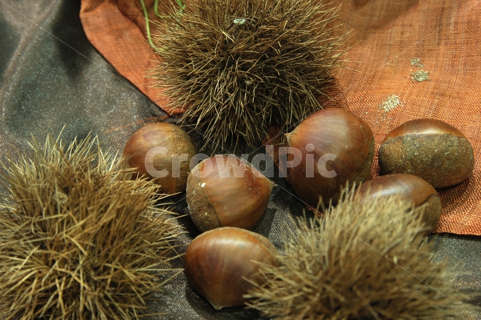 밤송이,밤,농산물,농작물,음식,식재료,음식재료,열매,견과,견과류,가시,껍질,수확,결실,가을,계절,fall,autumn,season,음식,식재료,요리,food,cook,meal,dishes,food reserves,plant,식물