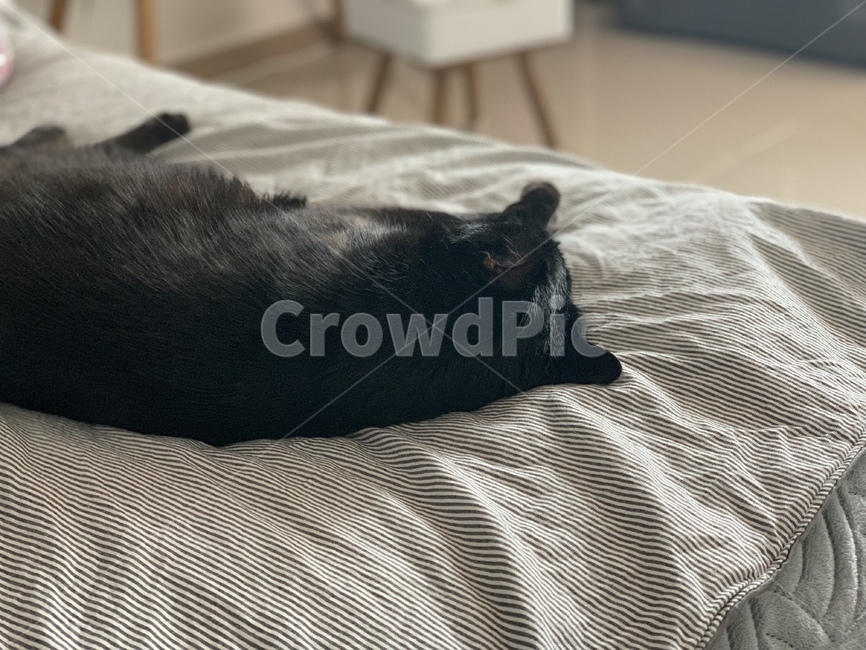 cat,고양이,blackcat,animal,애완동물,pet,동물,bedcat,catnap