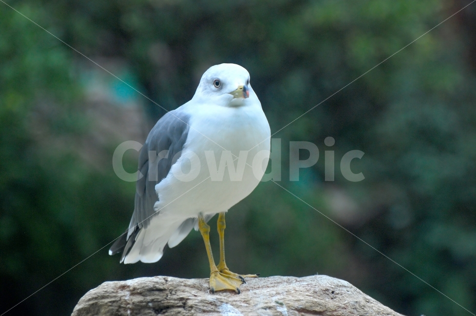 재갈매기,갈매기,새,조류,동물원,동물,동물,animal,조류,새,birds