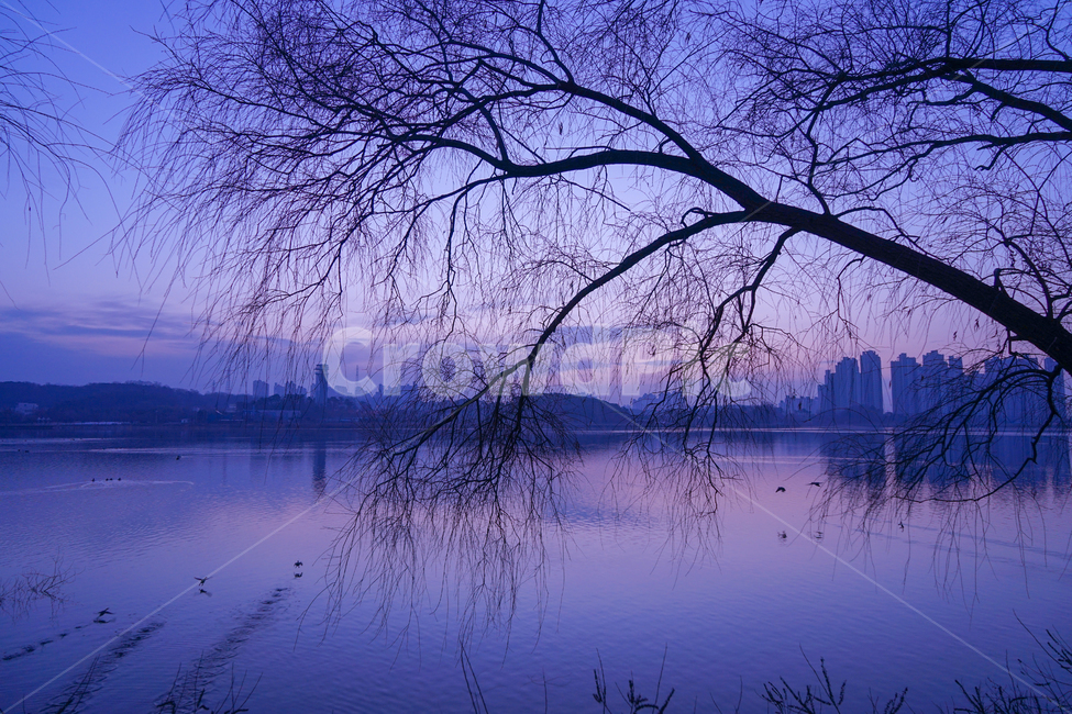호수,여명,새벽,풍경,겨울,계절,자연,나무,식물,겨울,계절,winter,season,자연,풍경,nature,landscape,outdoors,옥외,plant,tree,water,물,scenery