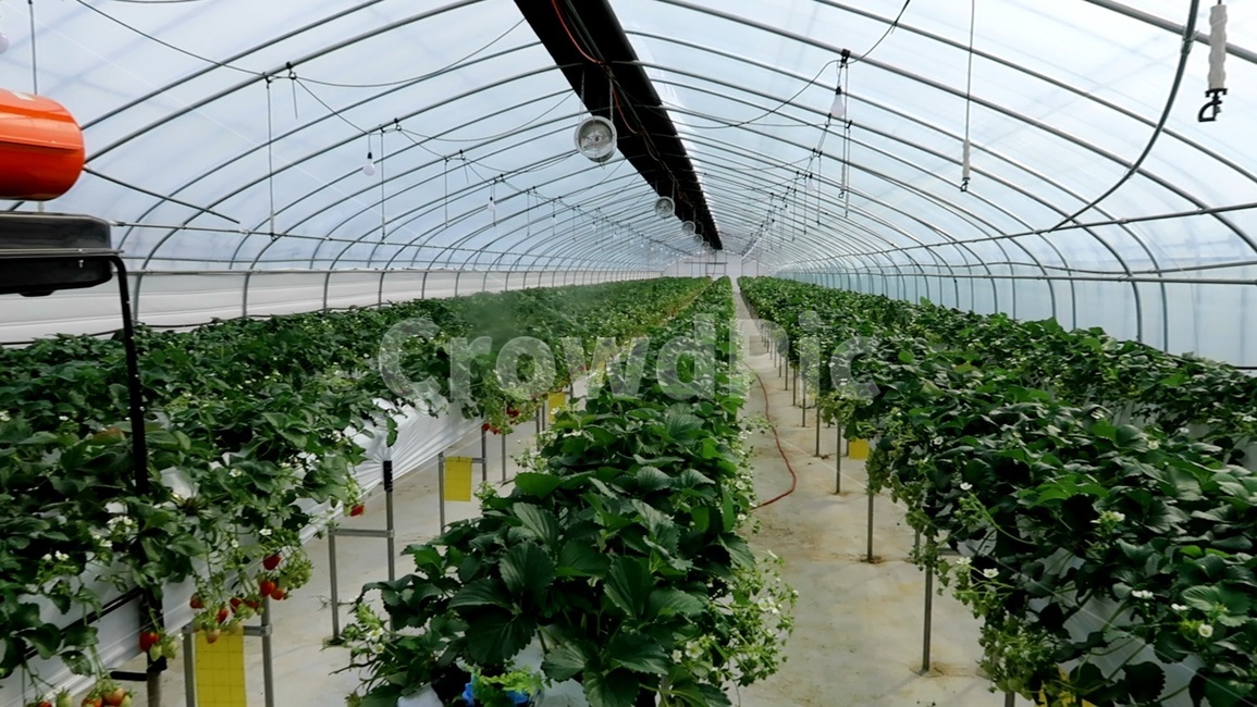 농업,농촌,농부,딸기,비닐하우스,고설재배,산업,industry,industrial,농업,농사,agriculture,farming,farming industry
