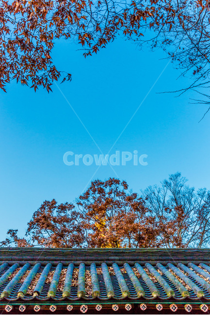 기와,낙엽,문화유산,선,문양,무늬,하늘,가을,계절,fall,autumn,season,한국전통,한국문화,korean traditional,korean culture,건축물,건물외관,exterior,building,structure,architecture,construction,tree,나무,plant,식물