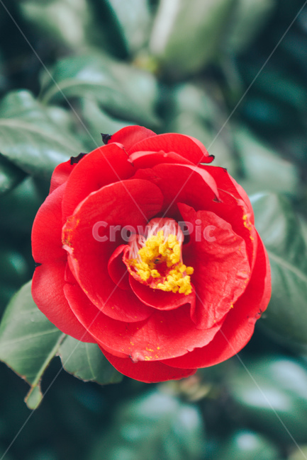 겹동백,동백,붉은꽃,봄꽃,색감,꽃,동백잎,동백꽃잎,식물,자연,plants,nature,꽃,flower