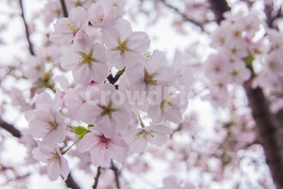 벚꽃,봄꽃,cherryblossom,봄분위기,spring,꽃