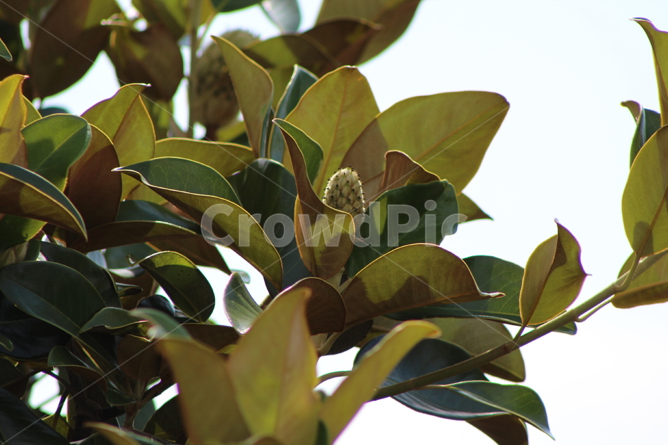 봉우리,꽃,나무,자연,잎,잎사귀,여름,식물,계절,plants,season,감성,봄,새싹,아침,흐림,flower