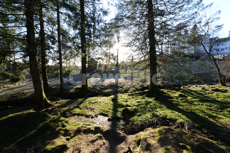 forest,norwegian forest,city,nature,world scenery,Overseas,foreign country,world,Norway,sight,Plyen Mountain,North Europe,europe,bergen