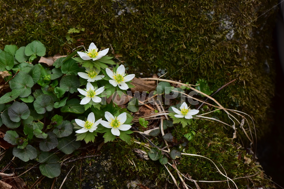 모데미풀,야생화,봄,꽃,풀꽃,자연,식물,식생,plants,nature,spring,season,flower