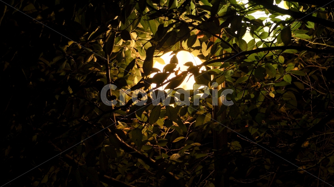 가로등,전구,감성,분위기,감각,식물,자연,plants,nature