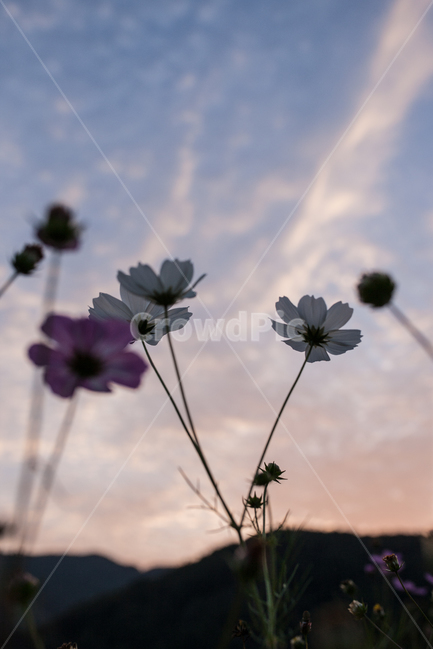 구절초,들꽃,꽃,가을,풍경,식물,botanical,flowers,식물,자연,plants,nature,꽃,flower