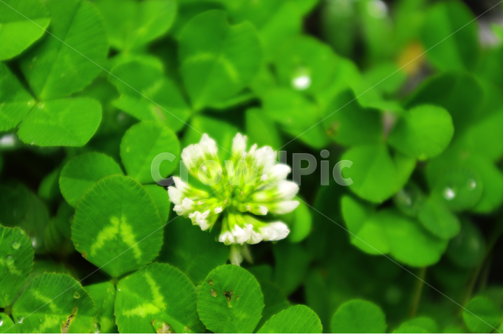 토끼풀,클로버,식물,꽃,flower,color,자연,nature,식물,자연,plants,nature,꽃,flower