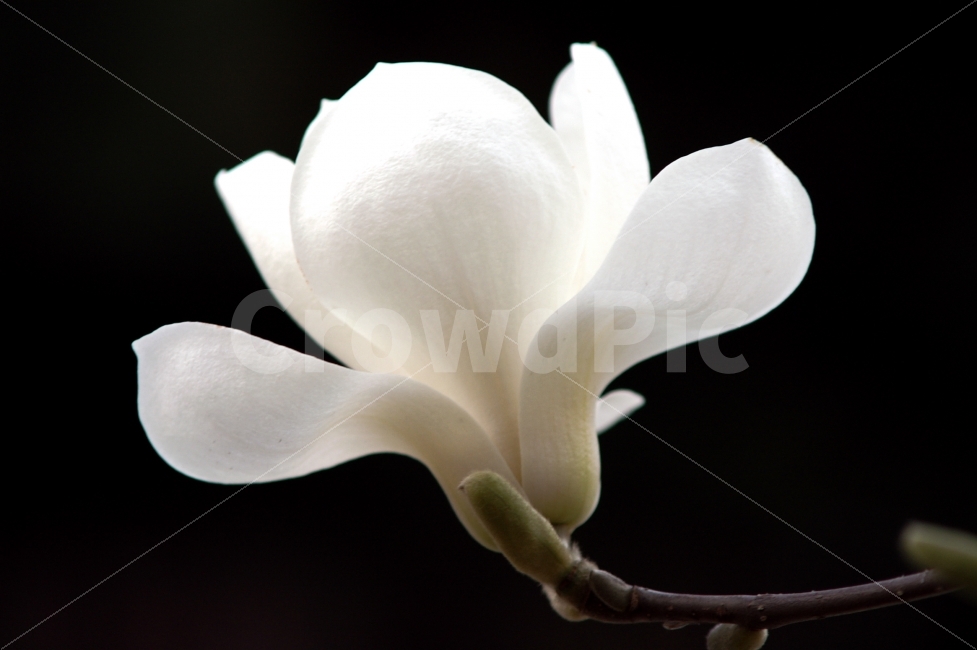 식물,목련,백색,흰색,하얀목련,대비,색감,식물,자연,plants,nature,꽃,flower
