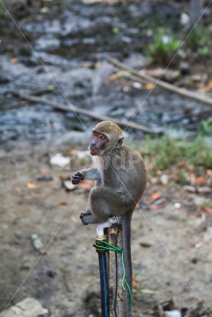 원숭이,동물,포유류,몽키,야외,나무,Monkey,동남아시아,열대,동물,animal,포유류,mammal