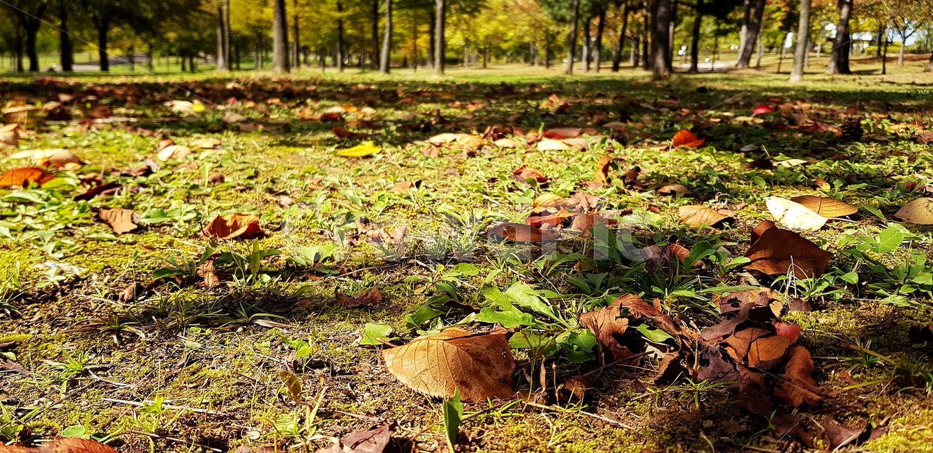 가을,낙엽,자연,단풍,잎,가을,계절,fall,autumn,season,자연,풍경,nature,landscape