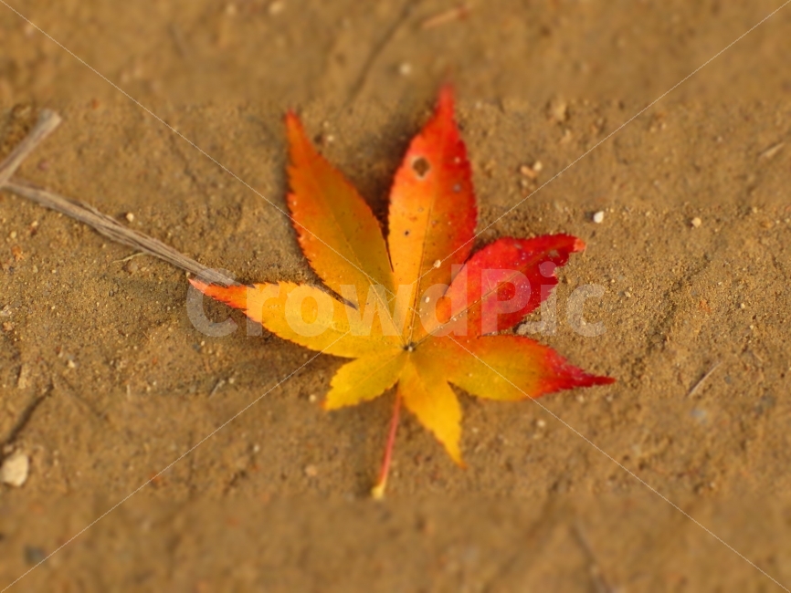 가을,단풍,나뭇잎,leaf,autumn,가을,계절,fall,autumn,season,감성,sensible,feeling,잎,plant,식물,tree,나무