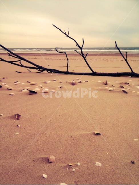바닷가,해변,조개껍데기,바닷가감성,감성,서해,서해바다,해변,바다,beach,sea