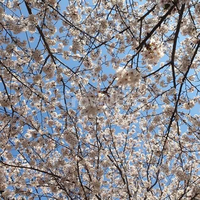 벚꽃,봄,꽃,나무,cherryblossom,spring,flower,sky,봄,계절,spring,season,plant,식물,blossom,cherry blossom