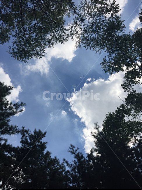 sky,tree,nature,clouds,나무,식물,하늘,구름,plants,자연,풍경,nature,landscape,outdoors,옥외,weather,날씨