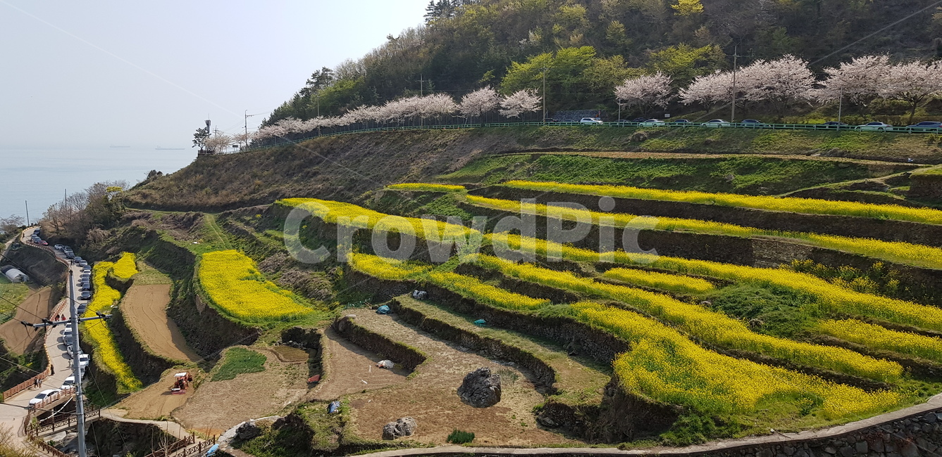 남해,다랭이마을,봄,유채꽃,풍경,절경
