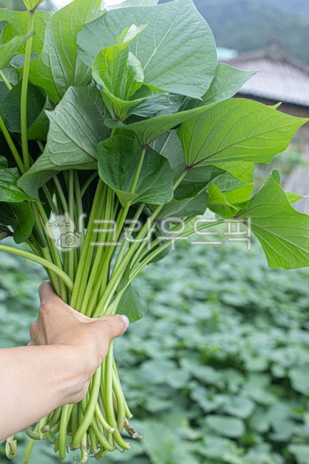 sweet potato stem,sweet potato,sweet potato field,vegetable,leaf,food,Sweet potato farming,field,sweet potato leaves,farming,plant,stem
