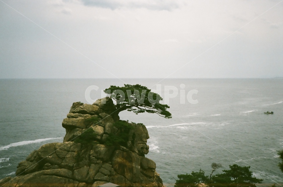 필름사진,소나무,암벽,바다,자연,자연,풍경,nature,landscape,outdoors,옥외,land,땅,shoreline,해안선,water,물,ocean,대양,sea,coast,연안