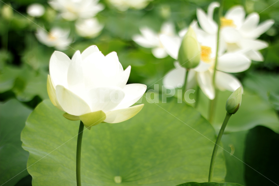 plant,식물,blossom,꽃,flower,lotus,연꽃,nature,자연,백련,식물,자연,plants,nature