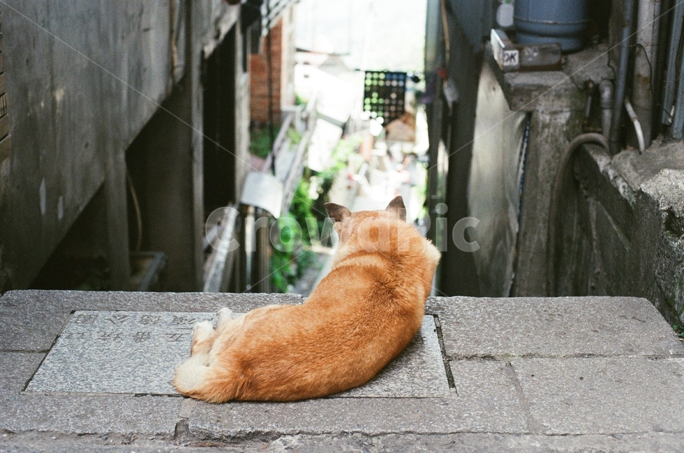 강아지,뒷모습,길강아지,댕댕이,누렁이,강아지뒷모습,동물,animal,포유류,mammal,개,강아지,dog,doggy