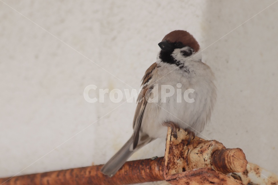 새,참새,동물,bird,animal,sparrow,동물,animal,조류,새,birds