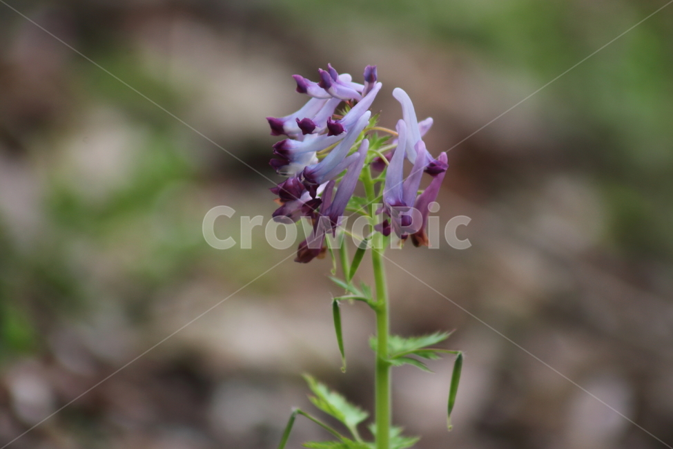 자주괴불주머니,현호색,자주현호색,봄,incisedcorydalis