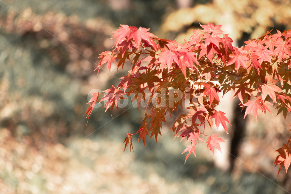 가을,영광,불갑사,낙엽,하늘,전라남도,영광군,붉은낙엽,가을,계절,fall,autumn,season,자연,풍경,nature,landscape,식물,plants,leaf,잎,plant,tree,나무