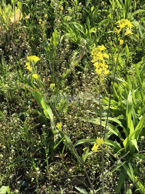 식물,꽃,노란꽃,들꽃,들판,식물,자연,plants,nature,꽃,flower