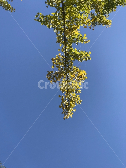 은행잎,나무,노란,하늘,푸른,식물,자연,plants,nature