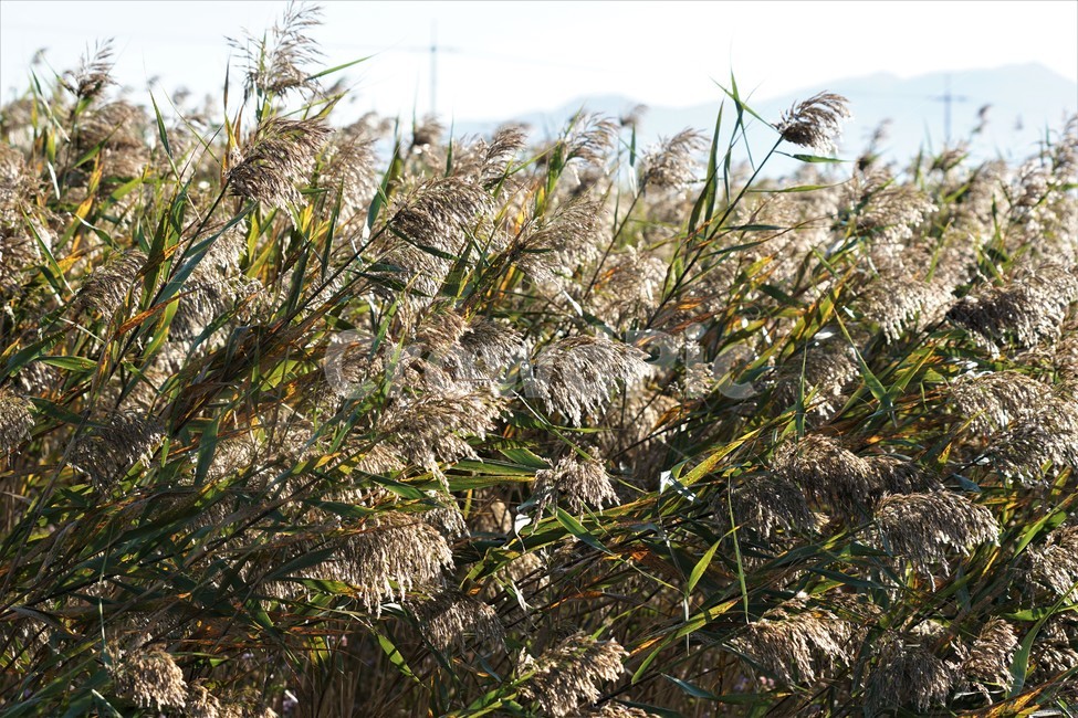 가을,갈대,식물,자연,하늘,빛,초록,감성,sky,nature,green,fall,autumn,season,가을,계절,fall,autumn,season,grass,잔디,plant,lawn