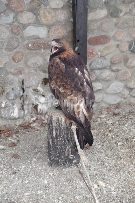 새,독수리,동물원,알마티,카자흐스탄,맹금류,eagle,birds,zoo,almaty,kazakhstan