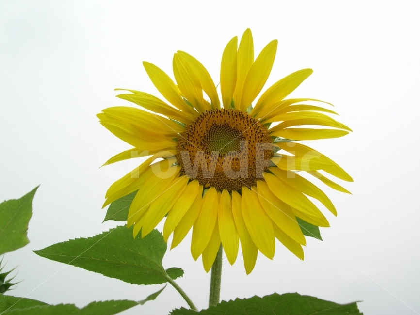 해바라기,식물,꽃,해바라기꽃,flower,sunflower,nature,식물,자연,plants,nature,꽃,flower