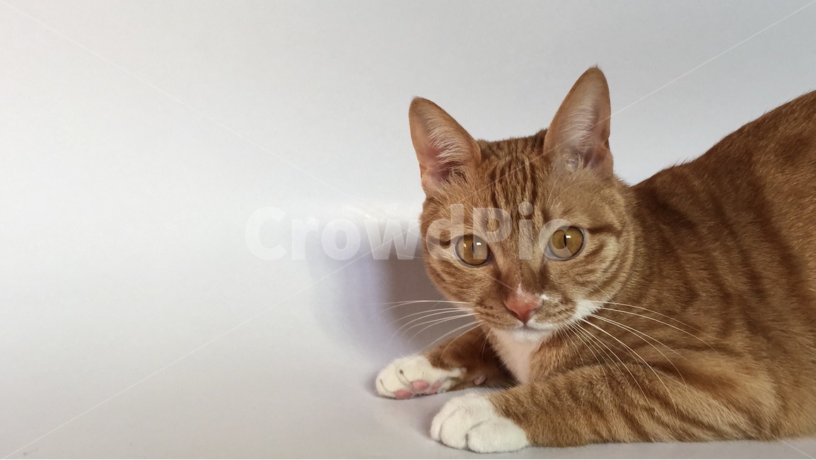 고양이,반려동물,고양이얼굴,동물,치즈태비,cat,animal,pet,face,동물,animal,포유류,mammal,고양이,cat,kitten,kitty