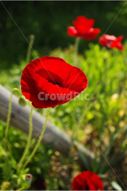 양귀비,꽃,플라워,flower,color,식물,레드,식물,자연,plants,nature,꽃,flower