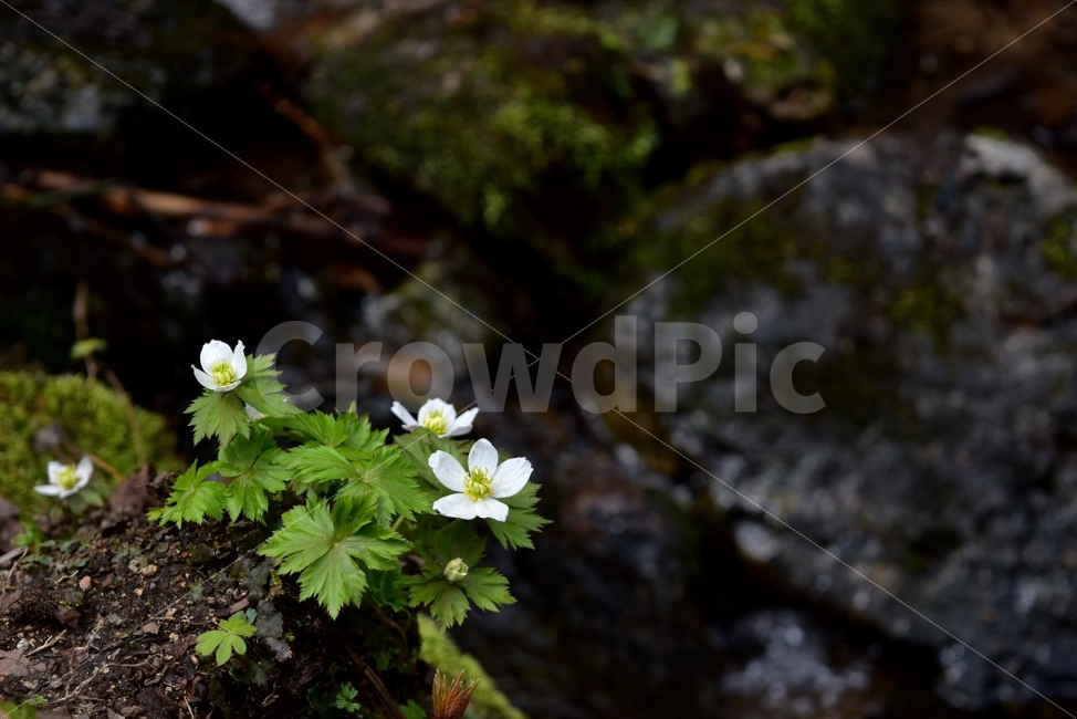 모데미풀,봄,야생화,꽃,청태산,강원도,봄꽃,고산야생화,감성,wildflower,산꽃,봄야생화,계곡,이끼,꽃말,슬픈추억,아쉬움,MegaleranthissaniculifoliaOhwi,금매화아재비,운봉금매화,식물,자연,식생,생태,식물,자연,plants,nature,꽃,flower