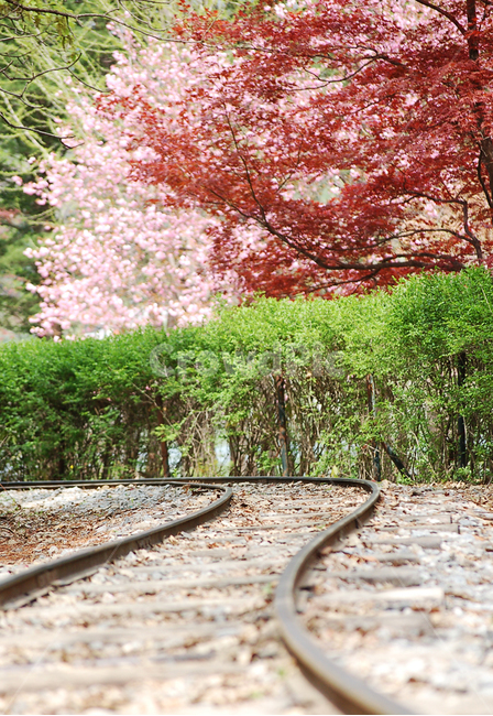 기찻길,레일,단풍,가을,풍경,초록,길,traintrack,rail,나무,trees,wood,교통,교통수단,traffic,transportation