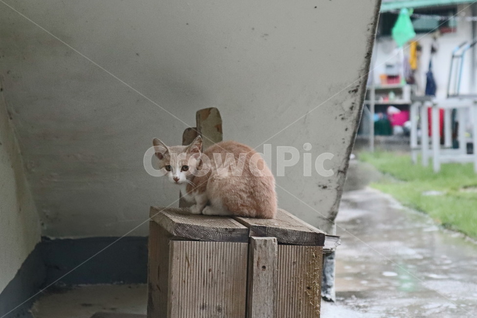 고양이,포유류,동물,새끼고양이,cat,animal,pet
