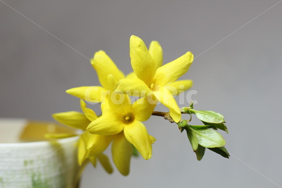 plant,식물,petal,꽃잎,flower,꽃,blossom,개나리,노란색,봄,상춘객,나무