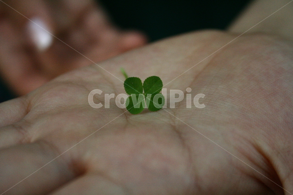 행운,네잎클로버,행운의상징,goodluck,fourleafclover