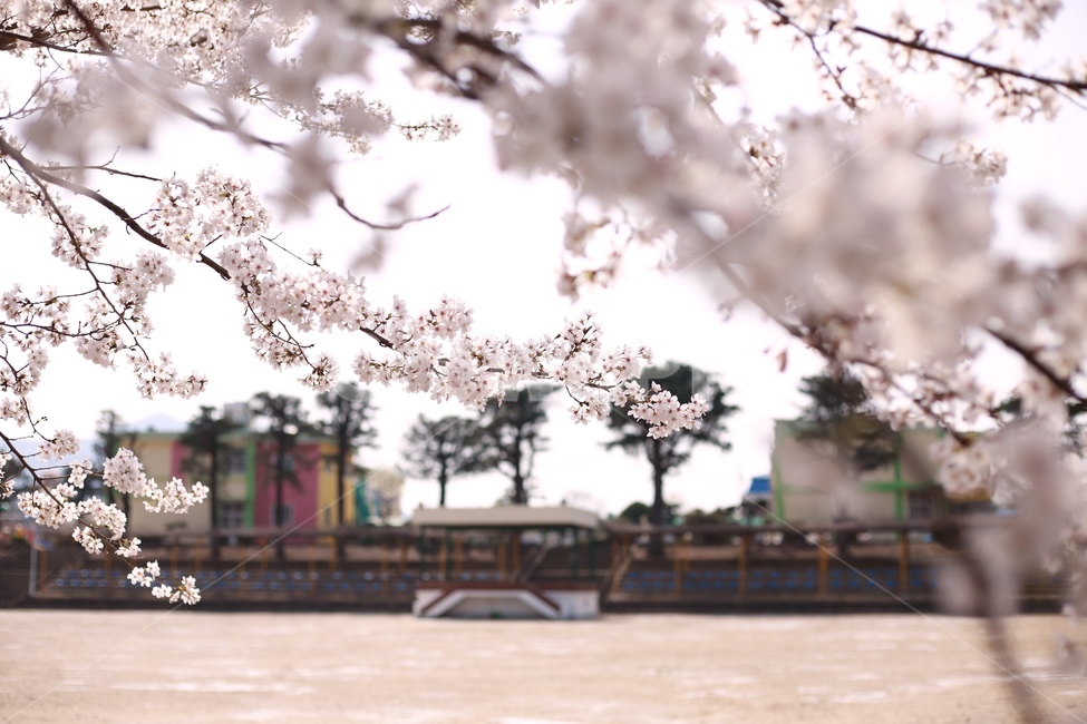벚꽃,봄꽃,봄,꽃,플라워,학교,초등학교,중학교,운동장,고등학교,cherryblossom,핑크,계절,season,식물,자연,plants,nature,flower,spring,벚꽃나무,tree,나무,한국자연경관,outdoor,beautiful,봄날,생명,풍경,봄,계절,spring,season