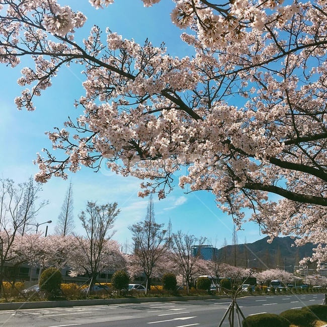 벚꽃,대로,봄,창원,flower,blossom,꽃,봄,계절,spring,season,식물,자연,plants,nature,꽃,flower,나무,trees,wood,plant