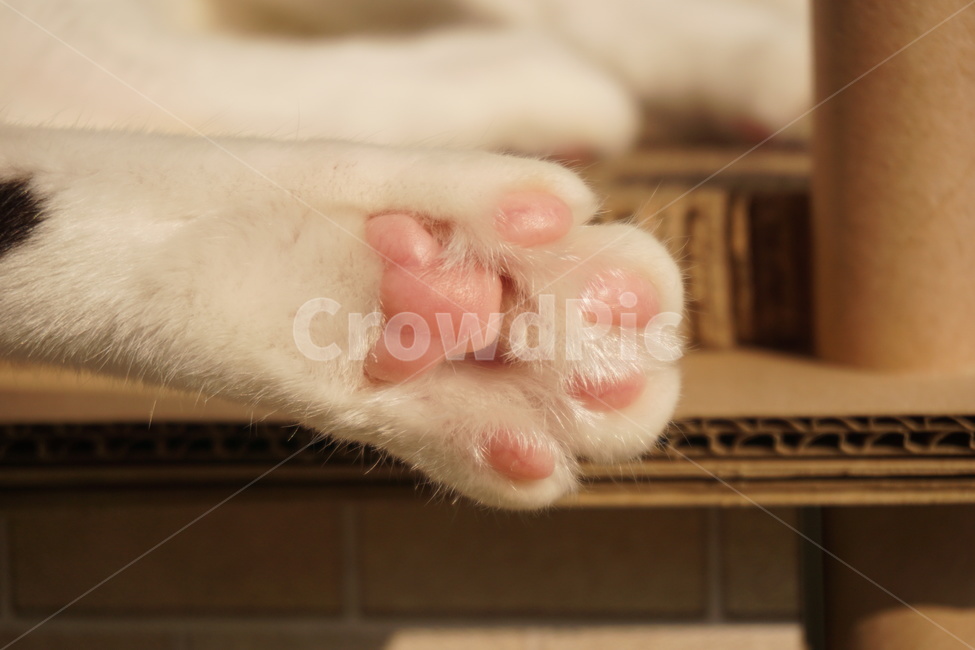 고양이,고양이발,고양이발바닥,고양이젤리,발바닥젤리,고양이발모양,동물,동물발,동물발바닥,집고양이,코리안숏헤어,분홍발바닥,고양이분홍젤리,냥젤리,냥이,냥이발,냥이발바닥,고양이패드,고양이발패드,반려동물,cat,animal,paw,빈티지,따뜻한색감,색감,동물,animal,포유류,mammal,고양이,cat,kitten,kitty